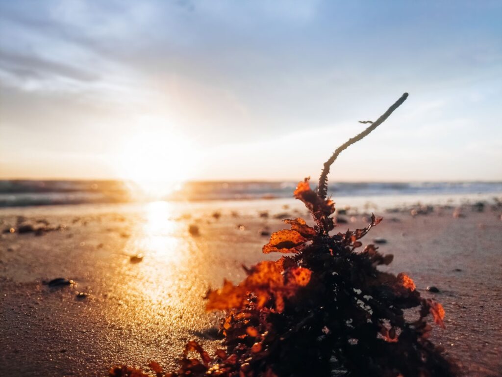 golden sunset at the beach with autumn leaves
